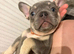 Last female stunning French bulldog puppies kc reg