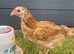 Young hen