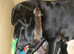 Labrador puppies ready now