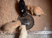 Cocker spaniel pups