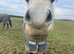 Kind, Loving Companion Home Wanted for Special Welsh B Mare