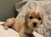 Golden Cockaliers puppies