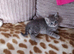 Russian Blue kitten 8 weeks old fully litter trained. Boy