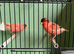 Red factor canaries
