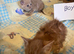 Ginger male kittens 8 weeks old