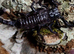 Emperor Scorpions at Birmingham Reptiles