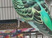 Breeding pair of budgies