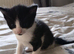 Kittens for sale