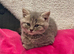 Beautiful British shorthair blue & blue spotted