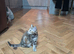3 BEAUTIFUL TIGER KITTENS LOOKING FOR LOVING HOMES!