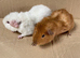 Male Guinea Pigs For Sale