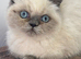 Stunning exotic female kitten ready to leave