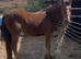 Bay yearling filly