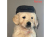 3 Gorgeous golden retriever males for sale