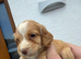 Cocker spaniel puppies