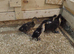 4 runner ducklings   last ones this year