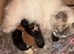 Ragdoll cross kittens