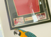 Hand tame blue and gold macaw