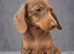 3 girls 3 boys miniature dachshunds