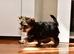 TINY MINI MINIATURE BOY YORKIE RKC REGISTERED