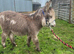 Miniature Donkey