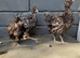Bantam chickens