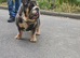 Blue and tan female 3 year old