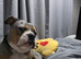Old English Bulldog