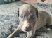 Beautiful blue whippet Puppy's