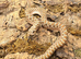 Western Hognose 66 het sable caramel lavender