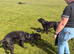 BRUNO – The Labrador Who Lost His Home, Not His Heart
