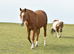 Arab gelding looking for a new home.