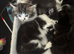 Tabby Fluffy kittens