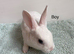 Ready to leave-Pure bred mini Rex