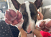 English bull terrier bitch