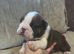 KC registered Traditional English Bulldog puppies