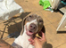 Miniature piebald dachshund Kc registered female