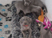 Blue kc weimaraner puppies