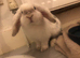 NOT NEUTERED male mini lop