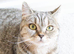 ACTIVE female british shorthair