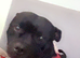 male staffy