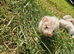 True micro ferrets