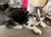 3x kittens ready to find forever homes 9 weeks old