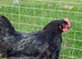 Copper marran breeding pair