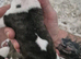 7 stunning kc registered whippet pups