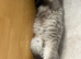 Ragdoll seal point female