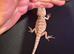 Baby bearded dragons