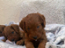 ️RED cockerpoo puppies️