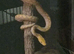 Superdwarf reticulated python
