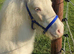 Beautiful Cremello Mini Shetland Gelding For Sale